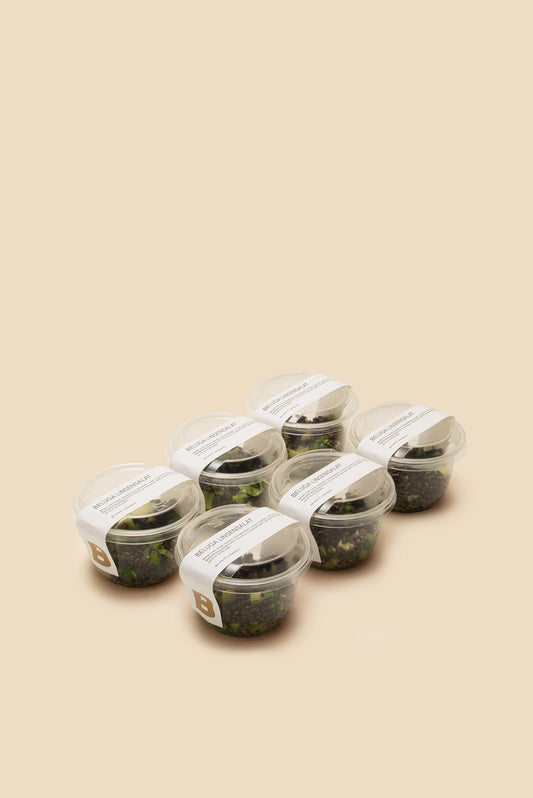 BELUGA LINSENSALAT